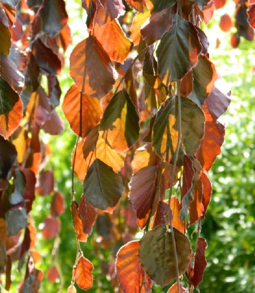 Fagus sylvatica 'Purpurea Pendula'